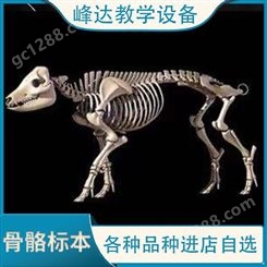 峰达教学 骨骼标本 畜牧骨骼标本 教学骨骼标本 