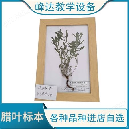 峰达教学 腊叶标本 花卉植物精装叶片观赏 有需定制