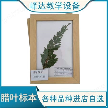 峰达教学 腊叶标本 花卉植物精装叶片观赏 有需定制