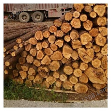 江西杉木杆 杉木棍 木材加工 绿化树木支撑杆 杉木原木批发出售