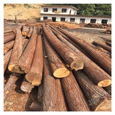 山东杉木杆 杉木原木批发 杉木棍 木材加工 绿化树木支撑杆出售