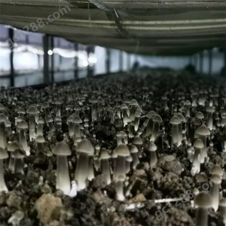 联盛 山东黑皮鸡枞菌厂家 鸡纵菌 欢迎咨询