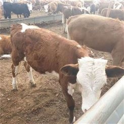 常年出售西门塔尔种公 西门塔尔牛犊 西门塔尔怀孕母牛