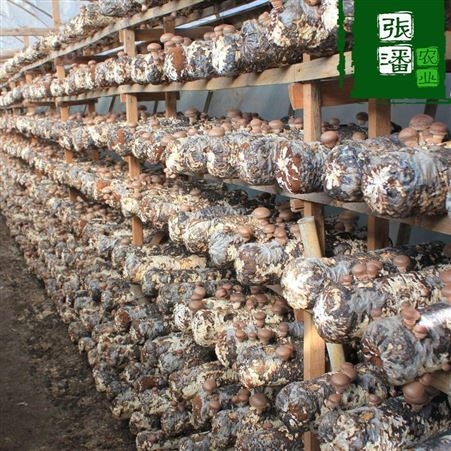 河南香菇平菇菌棒 菌袋菌棒种植基地 张潘农业以质量求生存