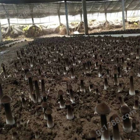 联盛 黑皮鸡枞菌供应 食用菌 价格合理