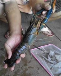 黑龙江澳洲淡水龙虾苗价钱,2020澳洲淡水龙虾价格