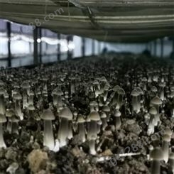 联盛 重庆鸡枞菌厂家 天津黑皮鸡枞菌 欢迎选购