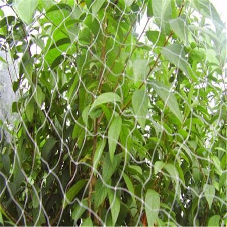 供应聚乙烯防鸟网 果园鱼塘防护网 渔网园林防虫网