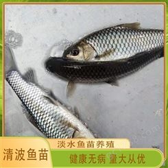 淡水清波鱼苗 高产易繁殖 吃料猛长势快 提供养殖技术